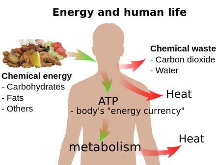 energy and human life