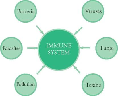 immune system diagram