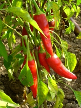 cayenne pepper plant