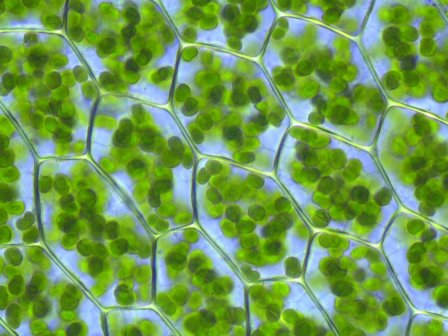 plant cells