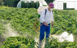 farmer spraying plants