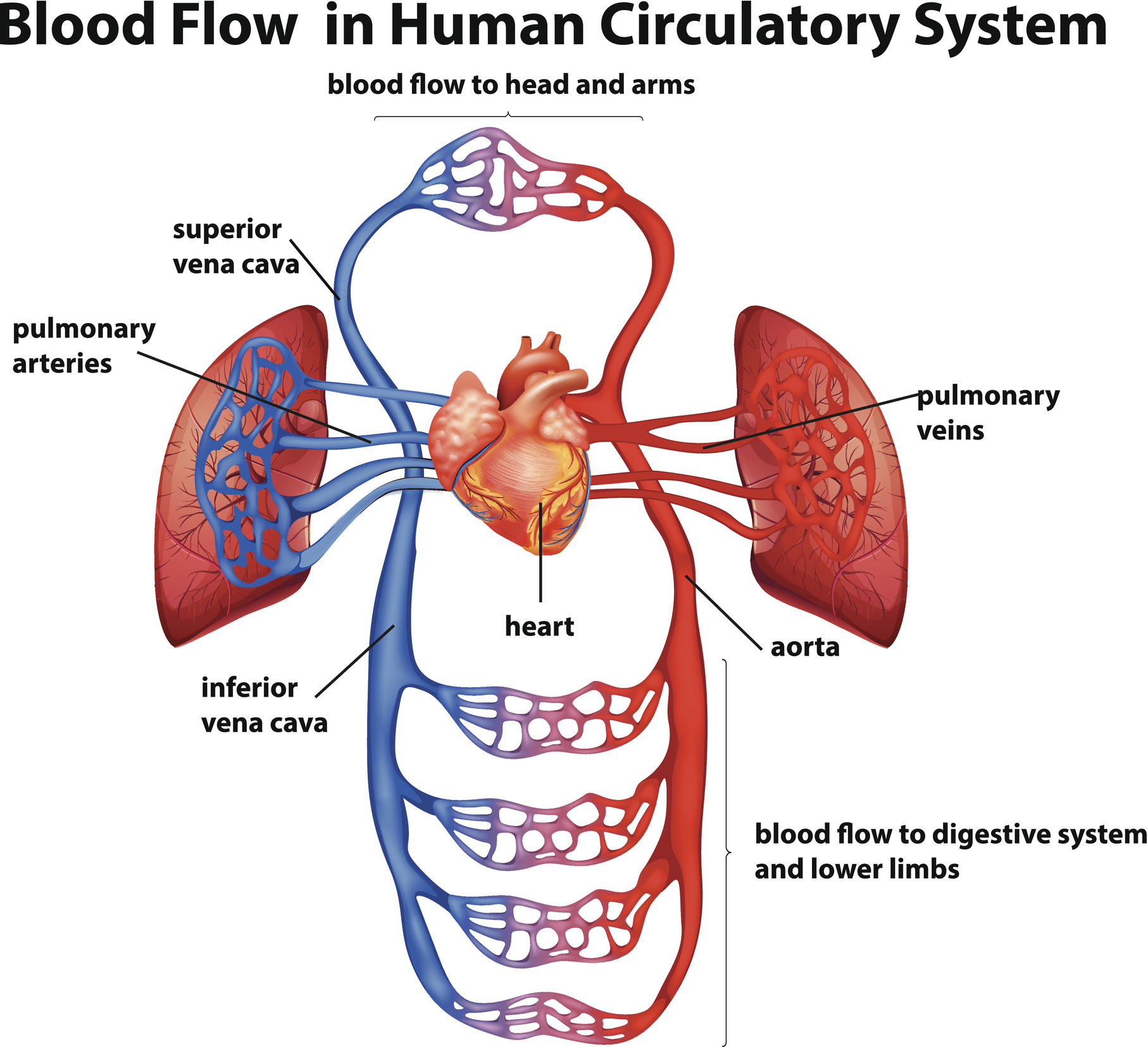 blood flow circulatory system