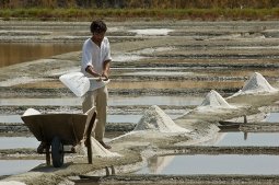 sea salt farmer harvesting salt